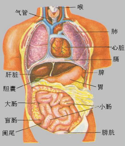 人体最大的器官是什么