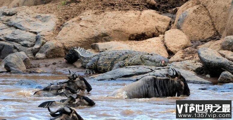 第7位：鳄鱼