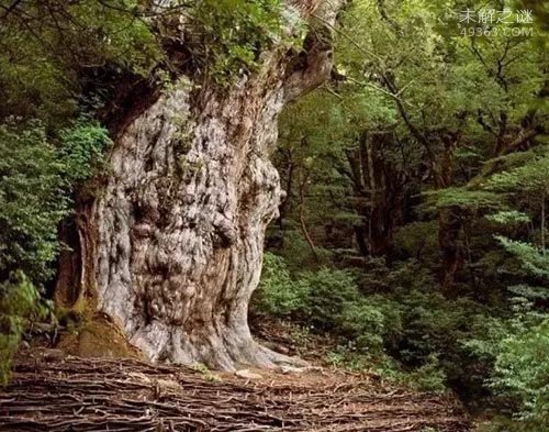 世界最古老树木：9500岁了还在长