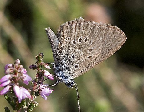 40年十一大灭绝珍稀动物 生物或面临再次大灭绝