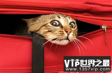 宠物狗宠物猫可以跟乘客一块坐飞机吗？