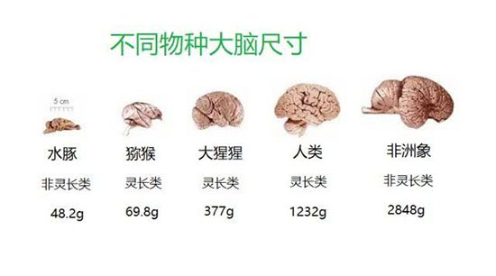 人类大脑之谜：人类成为地球霸主原因竟是大脑