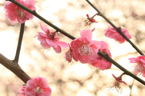 具有食用价值十大植物排名：黄花菜、桂花排前两名