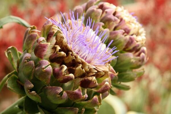 具有食用价值十大植物排名：黄花菜、桂花排前两名