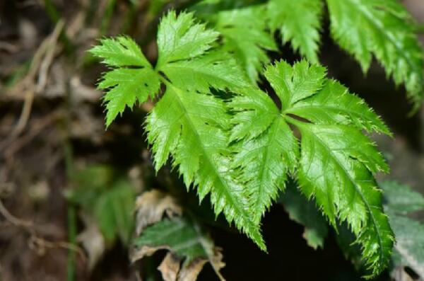 国家十大草本植物保护名录：玉龙蕨、革苞菊双双上榜