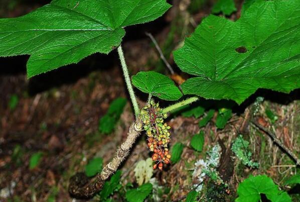 国家十大草本植物保护名录：玉龙蕨、革苞菊双双上榜