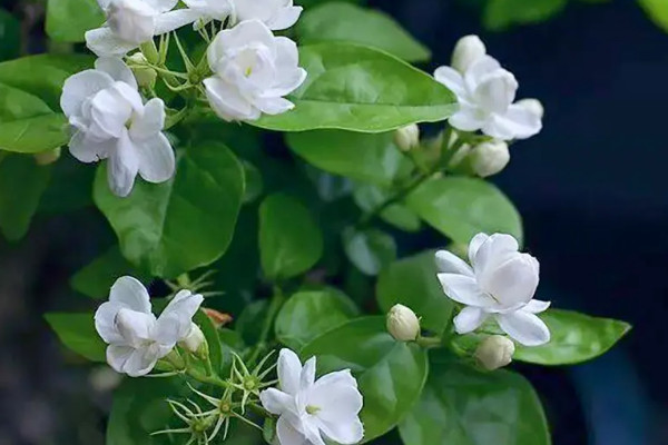 世界十大著名香料植物：迷迭香、薰衣草位列前两名