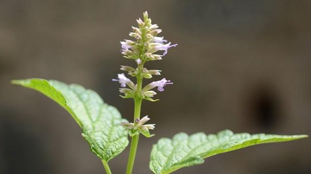 世界十大著名香料植物：迷迭香、薰衣草位列前两名