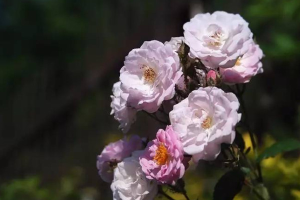 家庭不宜养的十大不吉利花：昙花第七，夹竹桃居第三