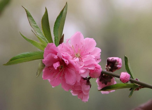 观赏桃花十大品种：寿星桃花上榜，绛桃排榜首