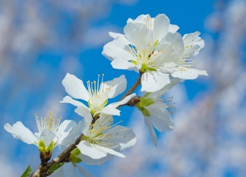 观赏桃花十大品种：寿星桃花上榜，绛桃排榜首