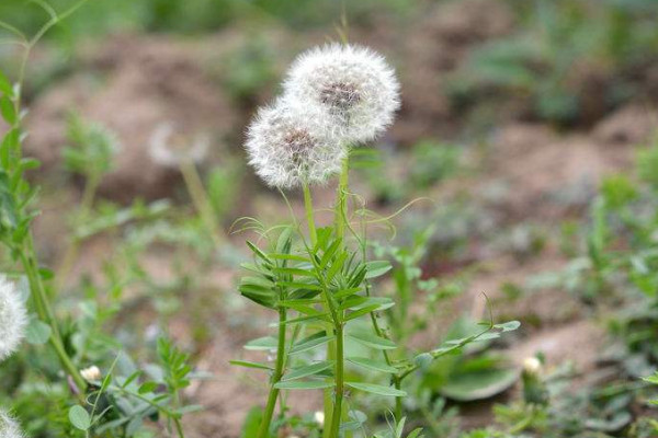 世界上10大最悲伤的花