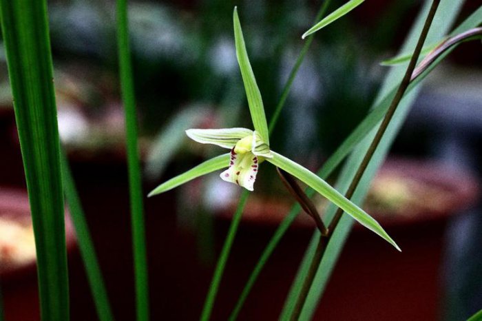 哪种兰花最名贵？最名贵的10种兰花价格