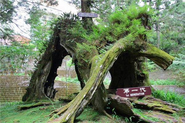 世界最美的十大名树，阿里山神树榜上有名