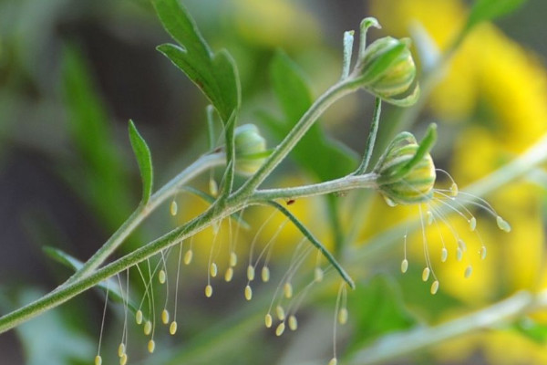 优昙婆罗花