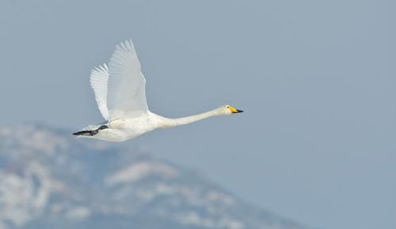 为什么天鹅在高空中飞不怕缺氧？