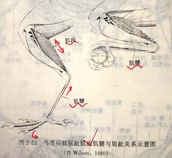 为什么鸟睡觉的时候经常眨眼？