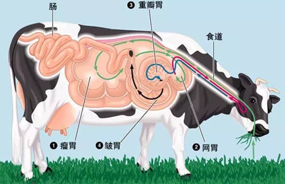 为什么牛总是不停地咀嚼？牛反刍的过程