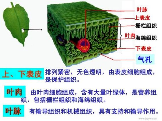 为什么树叶落叶时大部分都是叶背朝上