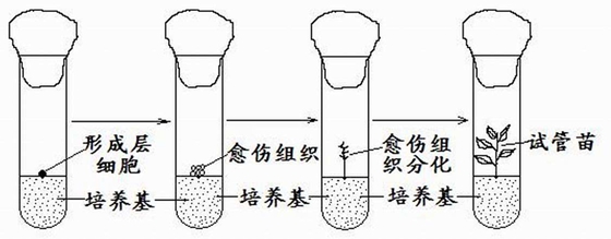 为什么试管里能培育植物