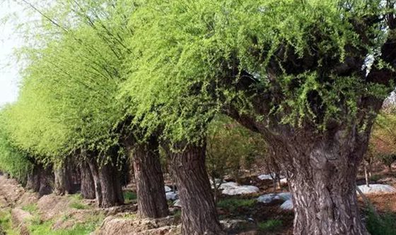 植物为什么相生相克