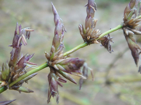 竹子开花吗,竹子会不会开花