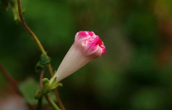 阳光下慢慢枯萎的牵牛花