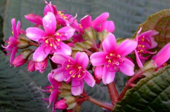 中国十大最稀有的花——虎颜花