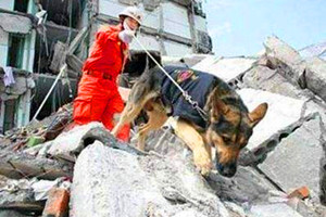 地震搜救犬全部处死，为某个神秘人物陪葬(谣言