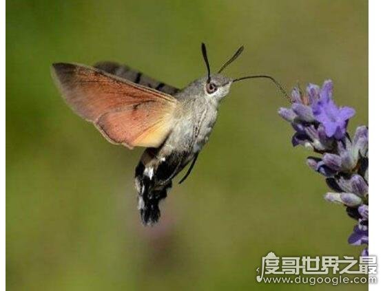 飞蛾界中的四不像，蜂鸟鹰蛾(像鸟、像蝶、还像蜜蜂)