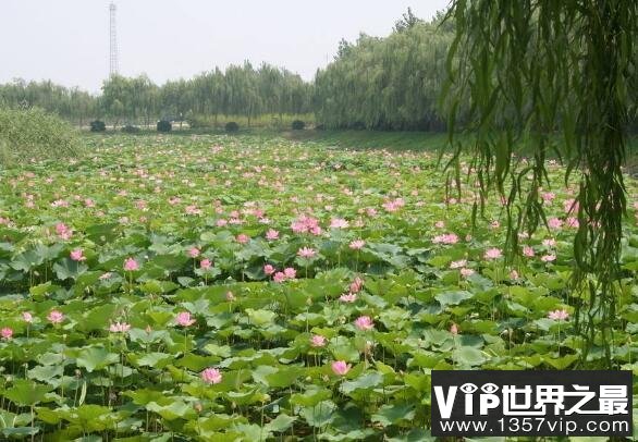 荷花什么时候开花，花期一般在6月到9月(七八月盛开最美)