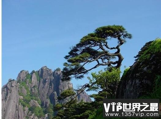 黄山十大名松，是黄山绝美奇景(每一株都展现着自然之美)