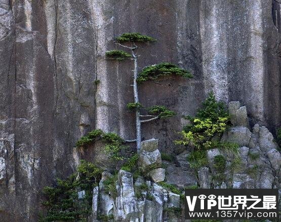 黄山十大名松，是黄山绝美奇景(每一株都展现着自然之美)