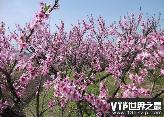 桃花什么时候开，每年3~6月份是桃花盛开的时节(养护技巧)