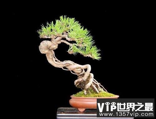 五大最旺宅的植物，发财树当之无愧第一(寓意聚财纳福)