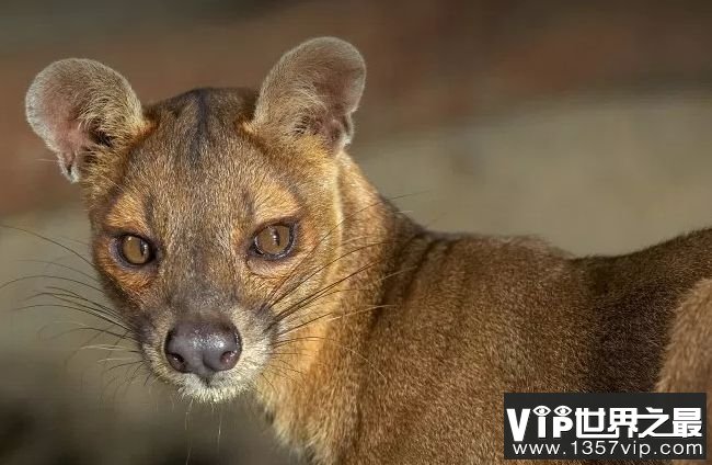 Fossa