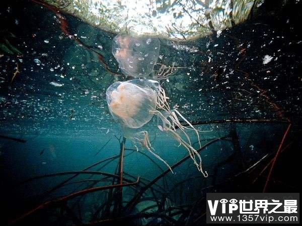 世界上十大最危险动物 第一名可能就在你身边