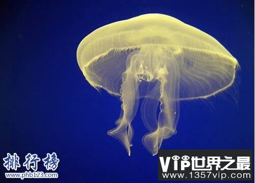 海洋十大毒物排行榜,这些深海最毒生物你都见过吗？