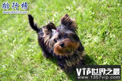 世界上最小的十大狗品种：约克犬可放口袋 吉娃娃最小