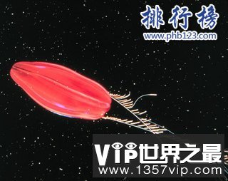 地球上最早的生物：栉水母（长相如外星生物）