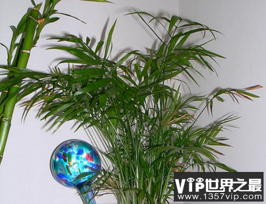 十大室内植物帮助清洁空气,使您的家保持新鲜