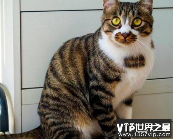 猫一岁相当于人几岁?猫一岁等于人的十五岁