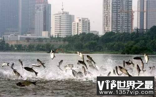 动物真能预知地震吗 动物预知地震之谜