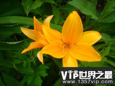 忘忧草其实就是黄花菜