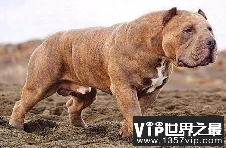 世界十大巨型犬种排行榜