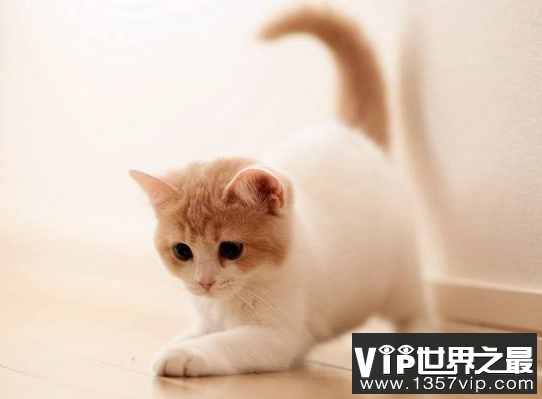 猫的智商相当于几岁小孩？猫的记忆力有多长时间？