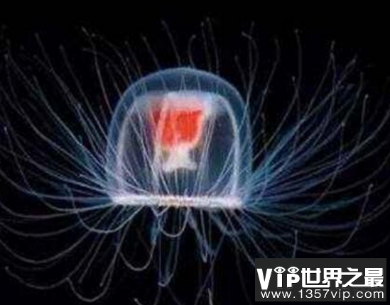 永生不死的生物，灯塔水母产子之后可重回幼年时