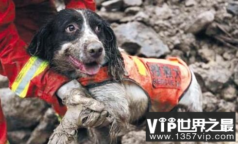 地震搜救犬全部处死是假消息 地震搜救犬图片大全