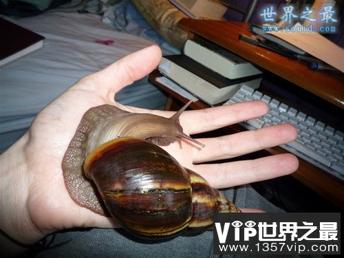 世界上最大的蜗牛，非洲大蜗牛(长20厘米)(img.1221vip.com)