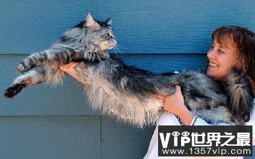 世界上最长的猫，长达1.23米(图)(img.1221vip.com)